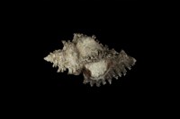 藏品(黑千手螺)的圖片